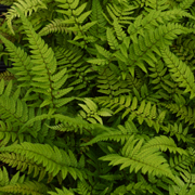 Hardy Fern Polystichum tsus-simense